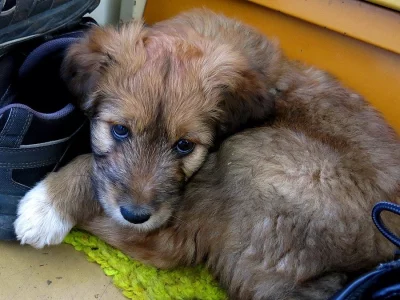 Nádherný pejsek - křiženec